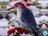 winter woodpecker.jpg