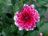 Dahlias - Pink with white tips.jpg
