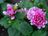 Dahlias - Pink Border.jpg