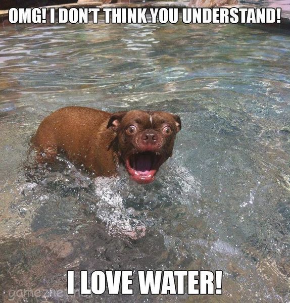 dog-I-love-water.jpg
