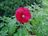 7-22-20 red hibiscus, 3 boys, garden seeds 015.JPG