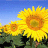 avatars-sunflower-128591.gif
