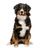 bernese-mountain-dog.jpg