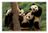Giant Panda Cubs.jpg