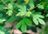 Sassafras_Leaves_June_Nbg_(261691941).jpeg