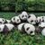 Pandalady