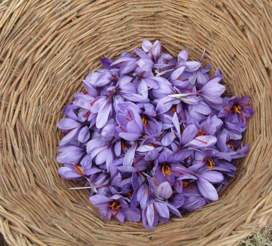 saffron crocus.jpg