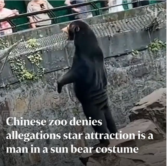 Chinese bear.png