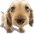 animated-dog-avatar[1].gif