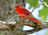 tanager