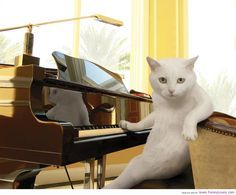 Piano Cat