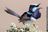 Fairywren_Superb_2010_03.jpg