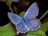 karner-blue-butterfly.jpg