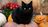 black cat with puimpkin.jpg