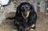 long haired dauchsund two.jpg