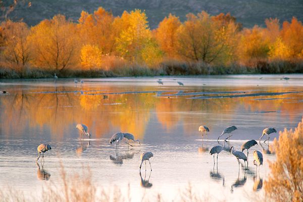 Sandhill Cranes on the Rio Grande