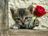 kitty with roses.jpg