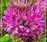 Pink Cleome.jpg