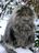 maine-coon-cats__605.jpg