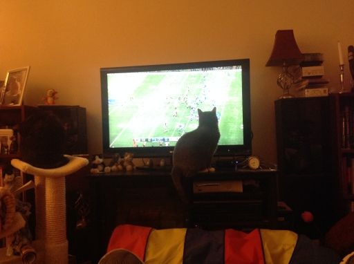 Schmoo Frankie watches Detroit Lions.jpg