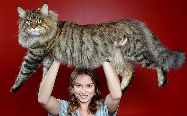 maine-coon-cats-2__605.jpg