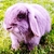 PurpleBunny