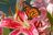 monarch-on-a-stargazer-lily-cindi-ressler.jpg