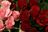 pink-and-red-roses-.jpg