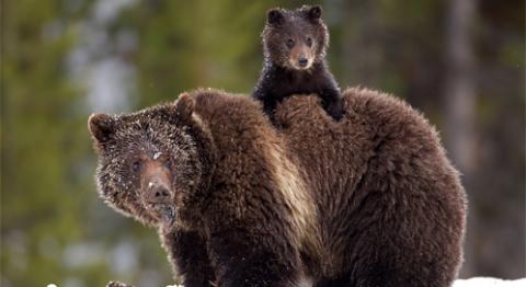 grizzly-bear-james-yule-dpc.jpg