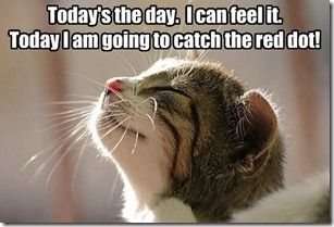 funny-pictures-think-positive-lil-kitteh11 - Copy (2).jpg