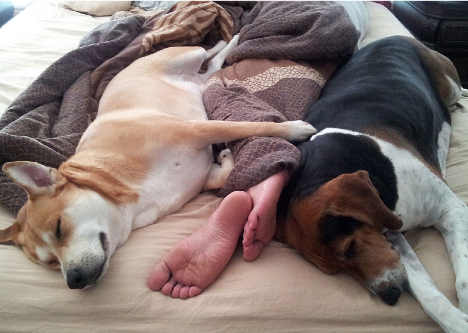 dogs-in-bed.jpg