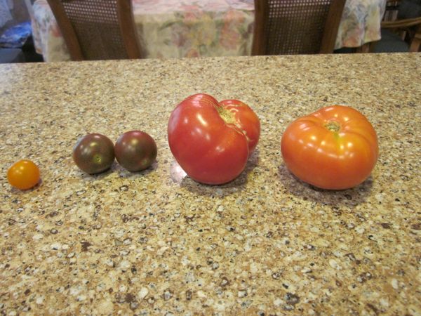 'Sun Gold', 'Black Cherry' & 'Mortgage Lifter' Tomatoes.JPG