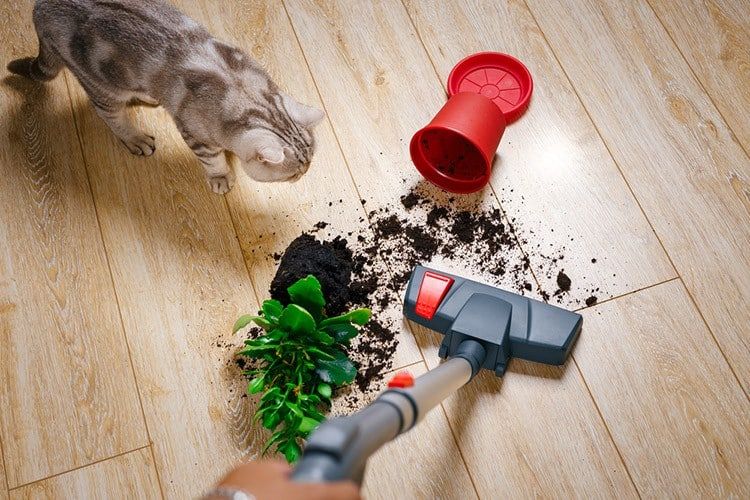 The-Problems-of-Vacuuming-Cat-Litter.jpg