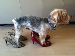 dog in high heels.png