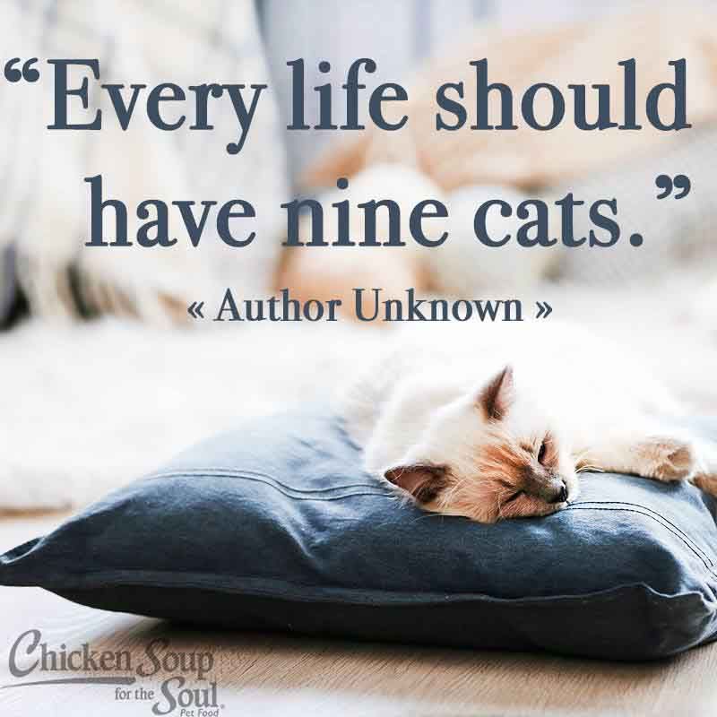 Every life should have 9 cats.jpg