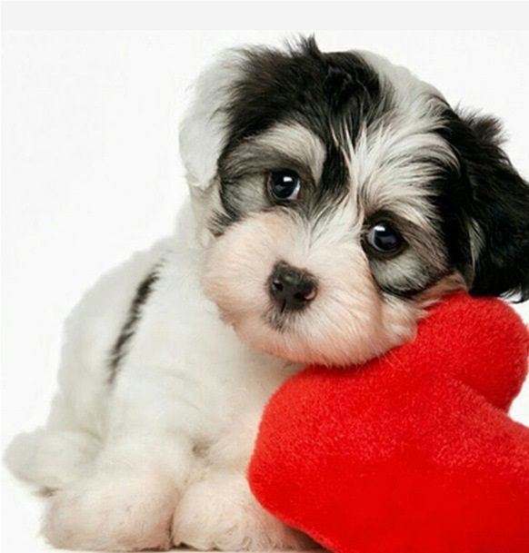 dog-valentines.jpg