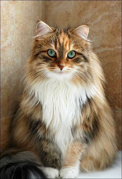 3683c939910262f7b2289a47ba507d39--long-haired-cats-beautiful-eyes.jpg