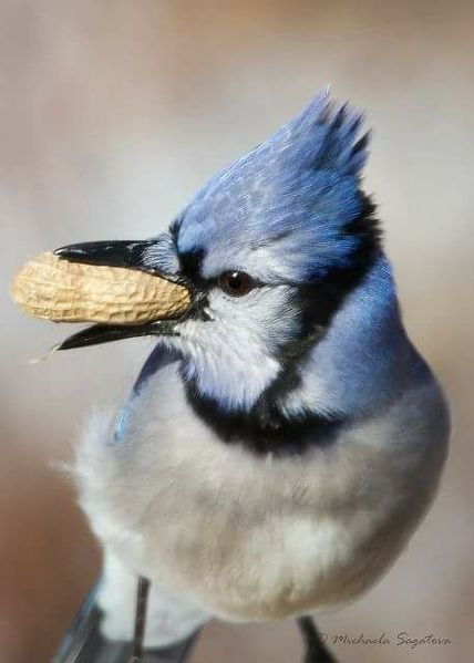 blue jay friend.jpg