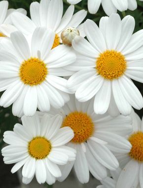 Loose Daisies.jpg