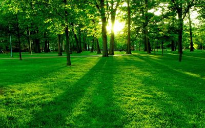 _downloadfiles_wallpapers_1280_800_green_park_wallpaper_landscape_nature_1361.jpg