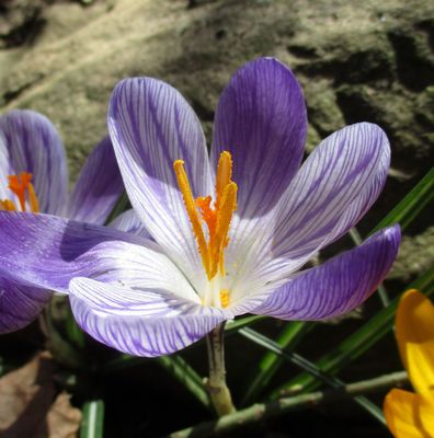 crocus.jpg