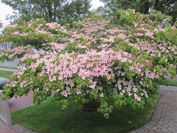 Cornus kousa 'Satomi'.JPG