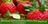 National-California-Strawberry-Day-March-21-1024x512.jpg