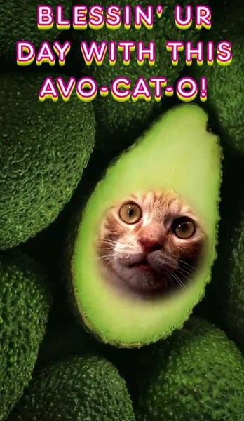Blessin your day with avocato.jpg