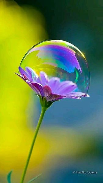 bubble in the flower.jpg