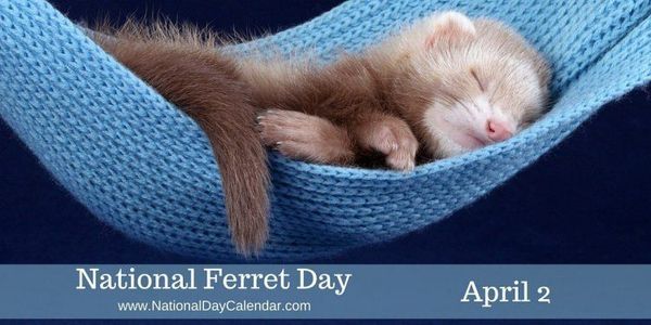 National-Ferret-Day-April-2-1024x512.jpg