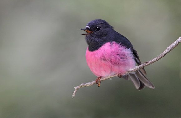 Pink robin