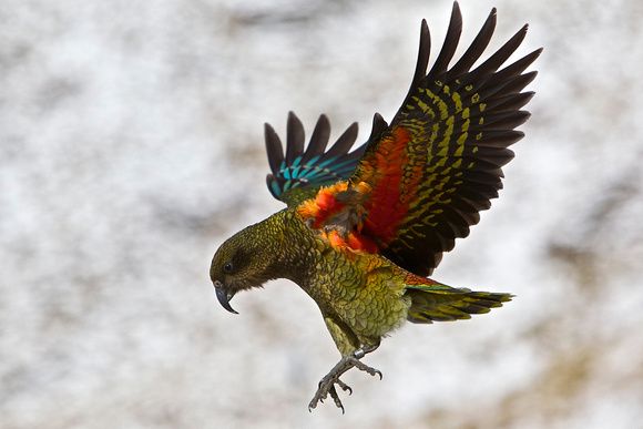 NZ Kea