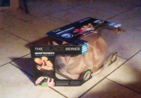 nacho in box.jpg