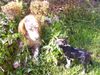 Zippy and Zena under hydrangea.JPG